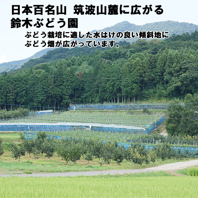 お試し鈴木ぶどう園の朝採り訳あり巨峰