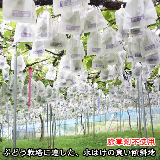 お試し鈴木ぶどう園の朝採り訳あり巨峰