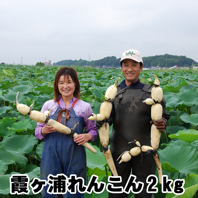 れんこん ギフト レンコン 土浦 霞ヶ浦れんこん 約2kg 蓮根 保存 方法 長持ち 贈答用 国産 茨城県産 送料無料 産地直送 lotus root 父の日