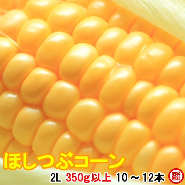 朝採りトウモロコシ当日出荷