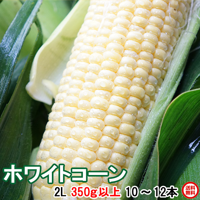 朝採りとうもろこし《収穫日出荷》