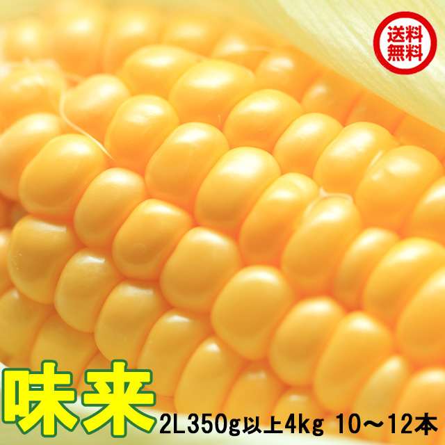 朝採りとうもろこし《収穫日出荷