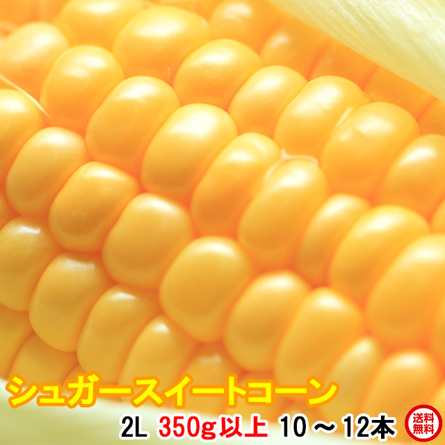 朝採りトウモロコシ当日出荷