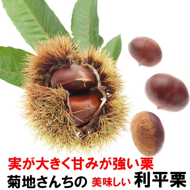 菊地さんちの生栗(利平)