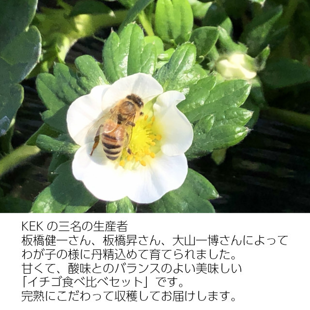 KEKのイチゴ,とちおとめ,やよいひめ,完熟食べ比べセット