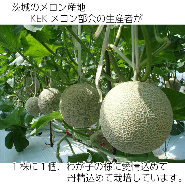 送料無料 数量限定 ギフト メロン アールスメロン 1玉 約1.3kg