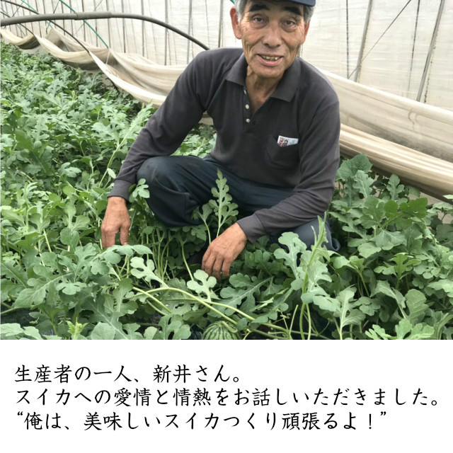 小玉スイカまなむすめ2玉約2.5kg以上紅こだまスイカ茨城県スイカ産地筑西市KEKより産地直送