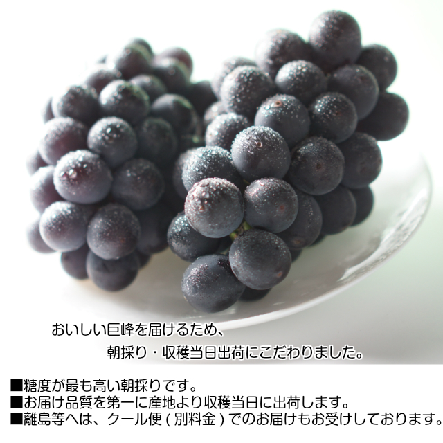 種なし 巨峰 ギフト ブドウ ぶどう 葡萄 種なし巨峰 秀 2房(1房500
