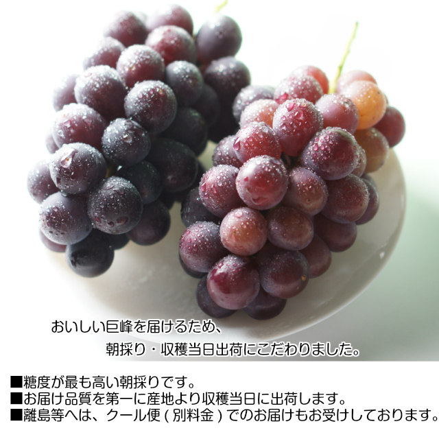 訳あり お試し 種なし 巨峰 ブドウ ぶどう 葡萄 訳あり種なし巨峰 約1