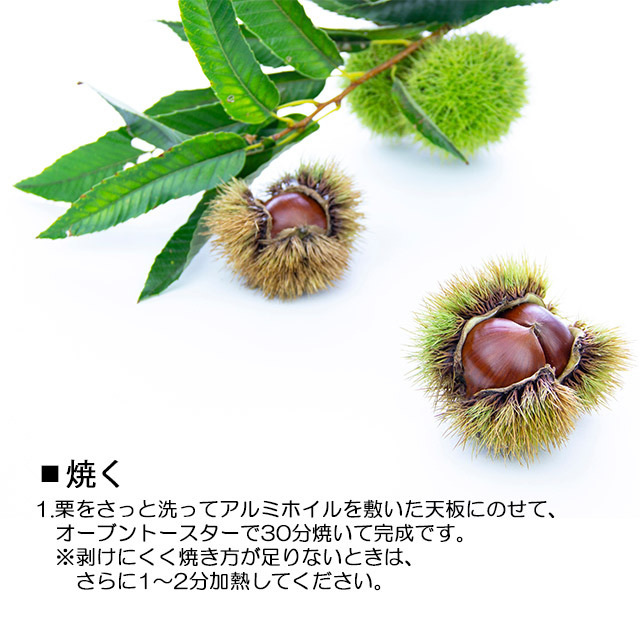 栗 茨城県 生栗 くり クリ 送料無料 菊地さんちの 無燻蒸 生栗