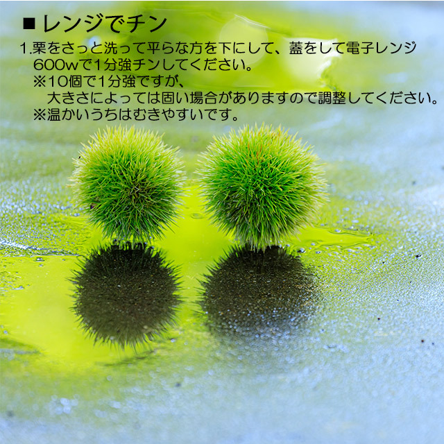 栗 茨城県 生栗 くり クリ 送料無料 菊地さんちの 無燻蒸 生栗