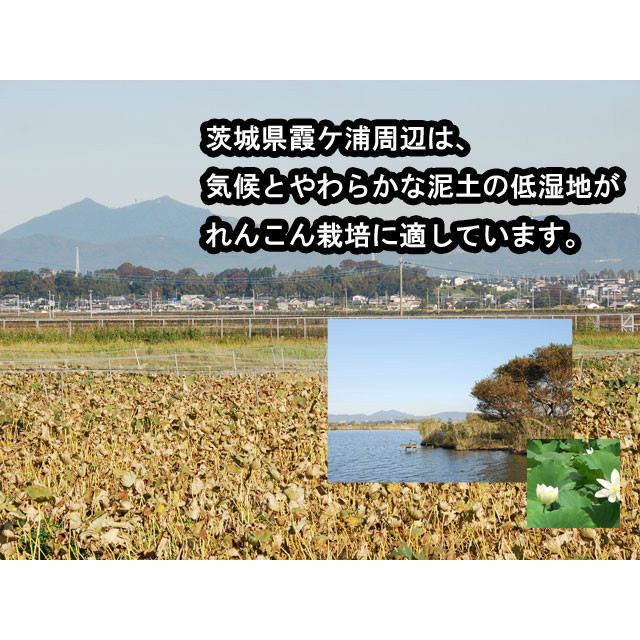 れんこん ギフト レンコン 土浦 霞ヶ浦れんこん 約2kg 蓮根 保存