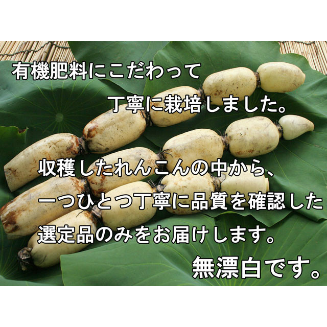 れんこん ギフト レンコン 土浦 霞ヶ浦れんこん 約2kg 蓮根 保存