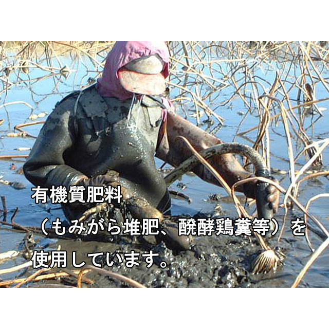 れんこん ギフト レンコン 土浦 霞ヶ浦れんこん 約2kg 蓮根 保存