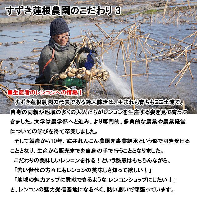 れんこん レンコン 約3kg 茨城 土浦 霞ヶ浦 レンコン 蓮根 ご
