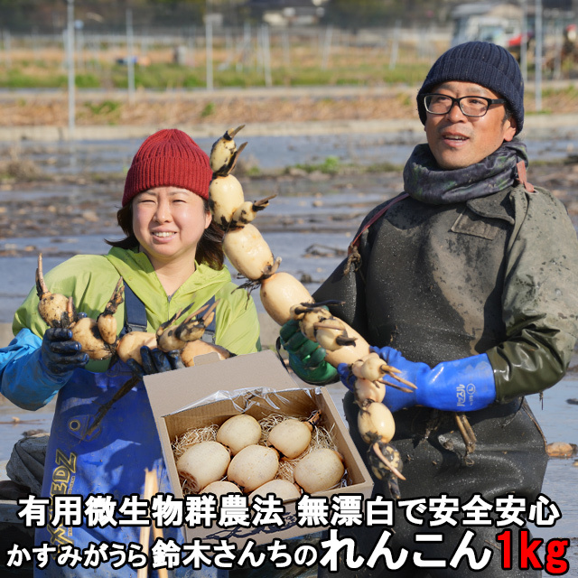 送料無料,すずき蓮根農園のれんこん