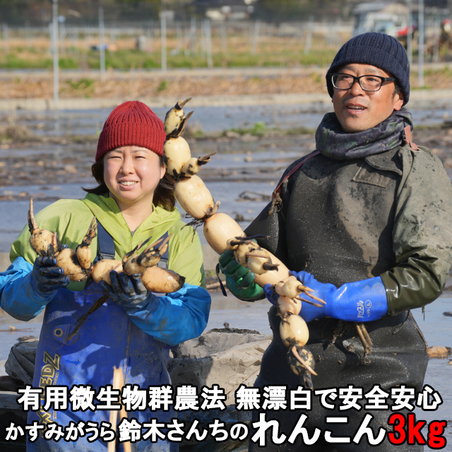送料無料,すずき蓮根農園のれんこん