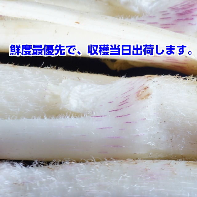 桜井さんちの「柔らか筑波白うど」