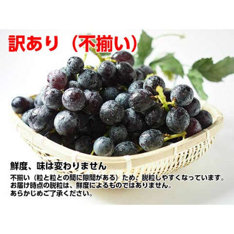 巨峰 種なし ぶどう 訳あり5k　朝採れ新鮮！ 訳あり お試し 種なし 巨峰 ブドウ ぶどう 葡萄 訳あり種なし