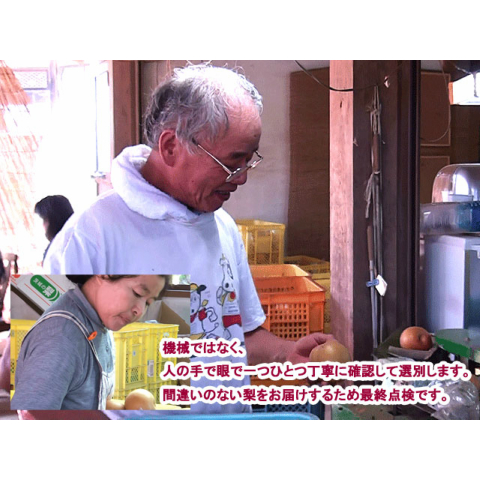 梨 幸水 ギフト なし 完熟 幸水梨 特選 5L以上 3kg箱 送料無料 贈答用