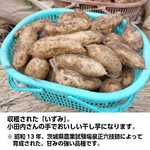 干し芋 ほしいも 無添加 茨城県産 小田内さんちの平干し芋 極いずみ 箱2kｇ 国産 送料無料 干しいも 干しイモ いずみ お取り寄せ グルメ ギフト 茨城県のこだわり特産品通販ショップ おいしいね いばらき