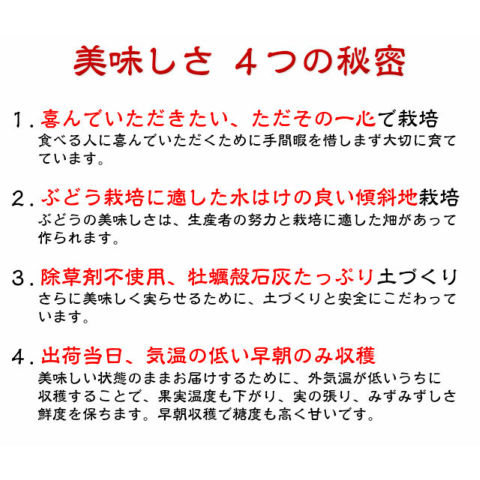 訳あり 種あり 巨峰 ブドウ ぶどう 葡萄 鈴木さんちの訳あり種あり巨峰