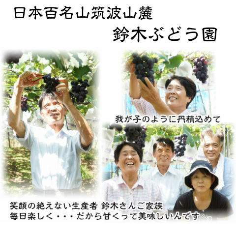 お試し【送料無料】鈴木ぶどう園の朝採り訳あり巨峰