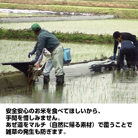 無農薬栽培米,関口さんちの月あかり,白米