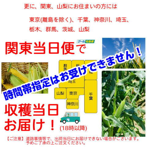 朝採りとうもろこし《収穫日出荷/即日お届け》