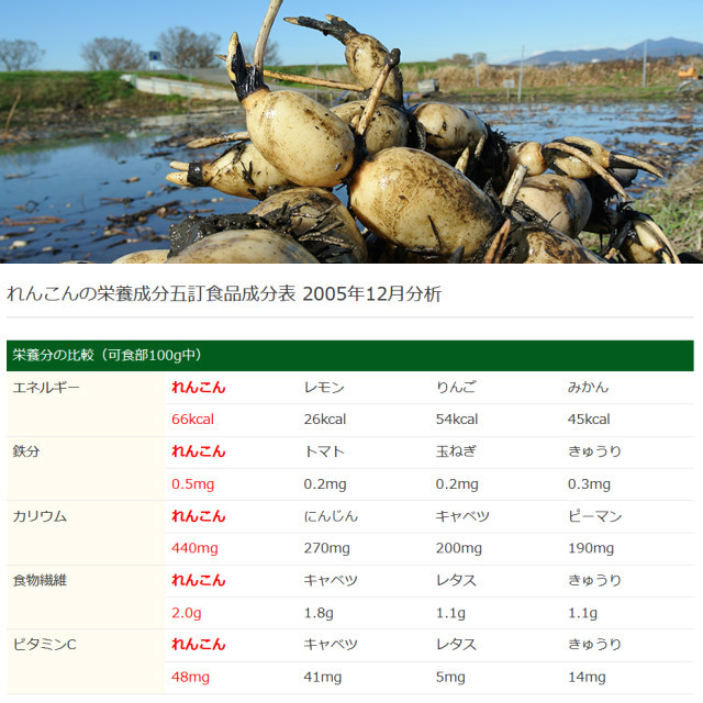 れんこん レンコン 約3kg 茨城 土浦 霞ヶ浦 レンコン 蓮根 ご