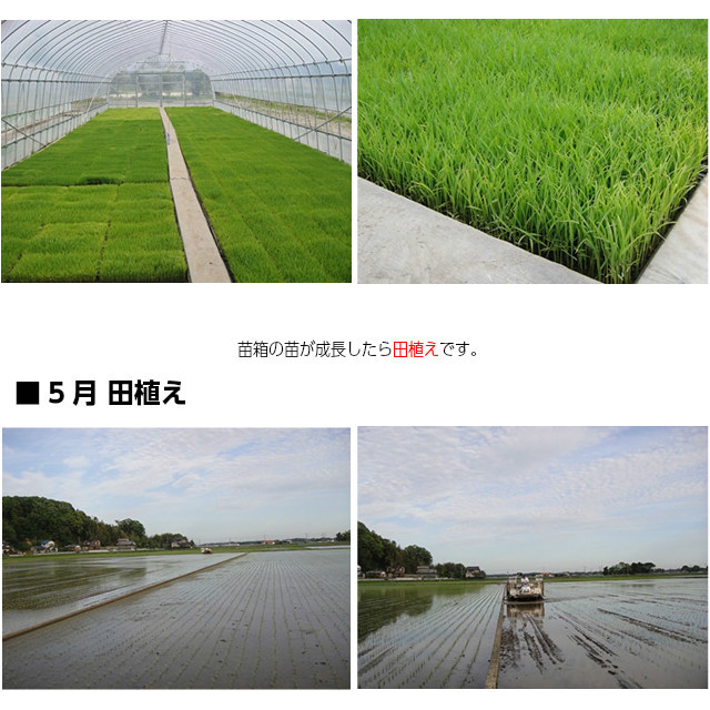 黄門米,特別栽培茨城コシヒカリ,お試し1kg