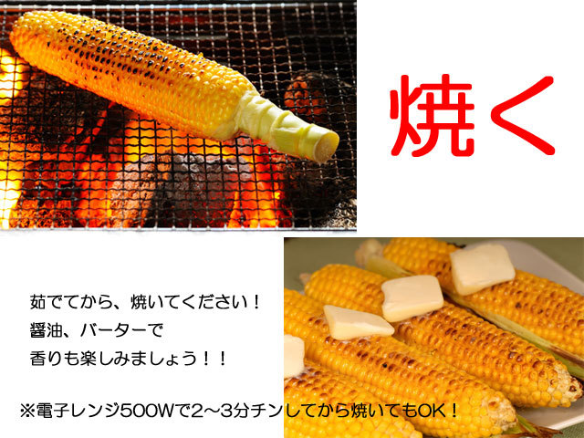 朝採りとうもろこし収穫日出荷