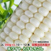 朝採りとうもろこし《収穫日出荷》