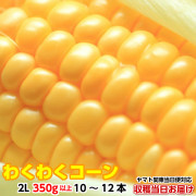 朝採りとうもろこし《収穫日出荷/即日お届け》