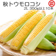 朝採り秋とうもろこし！ゴールドラッシュ収穫当日出荷