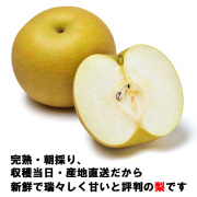 送料無料,完熟梨(秀)5kg,幸水/豊水/新高/新興,完熟収穫即日出荷