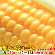 朝採りとうもろこし《収穫日出荷/即日お届け》