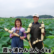れんこん ギフト レンコン 土浦 霞ヶ浦れんこん 約4kg 蓮根 保存 方法 長持ち 贈答用 国産 茨城県産 送料無料 産地直送 lotus root 父の日