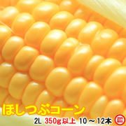 朝採りトウモロコシ当日出荷