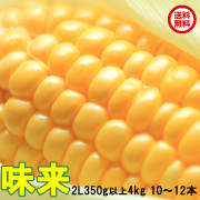 朝採りとうもろこし《収穫日出荷