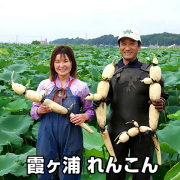 霞ヶ浦れんこん有機質肥料にこだわって栽培お歳暮ギフトに最適！
