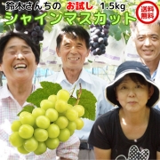 お試し【送料無料】鈴木ぶどう園の朝採り訳ありシャインマスカット