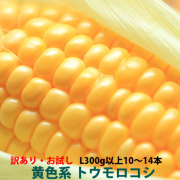 訳あり朝採りとうもろこし