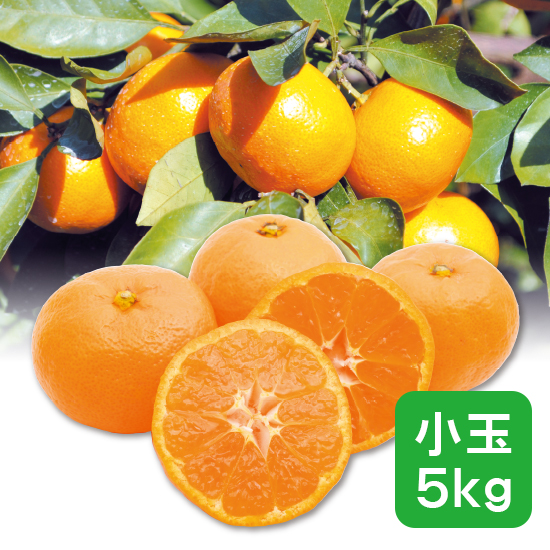 【送料込み・予約商品】岡畑さんちのかみはやミカン 小玉5kg（無選別） ※12月より順次発送
