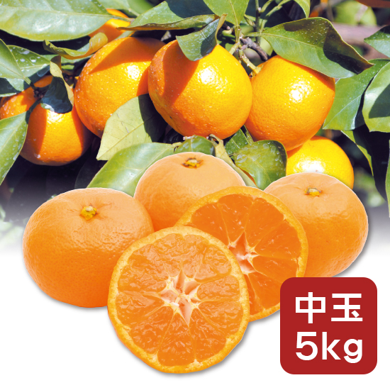 【送料込み・予約商品】岡畑さんちのかみはやミカン 中玉5kg（無選別） ※12月より順次発送