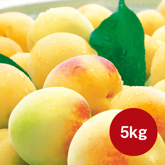 【予約商品】完熟生梅 5kg（送料込み/同梱不可/包装・のし・袋 不可）