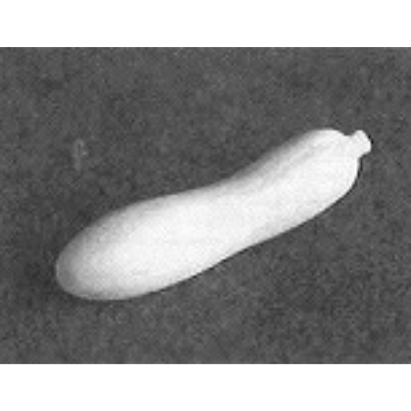 手押し用 石膏型 箸置き 瓜 合わせ 76×20ｍｍ KB-58-2 陶芸用 型 陶芸 陶芸教室 手押 はしおき