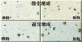 白御影土 荒目 焼成温度1230～1250℃ 陶芸用 荒さの割りに焼き締まり良い 吸水性低い 成形万能 御影 陶芸