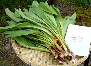 北海道オホーツクの天然採取行者にんにく（アイヌネギ）