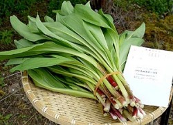 北海道オホーツクの天然採取行者にんにく（アイヌネギ）